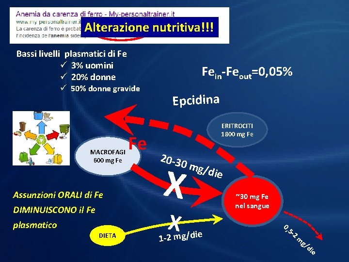 Alterazione nutritiva!!! Bassi livelli plasmatici di Fe ü 3% uomini ü 20% donne Fein-Feout=0,