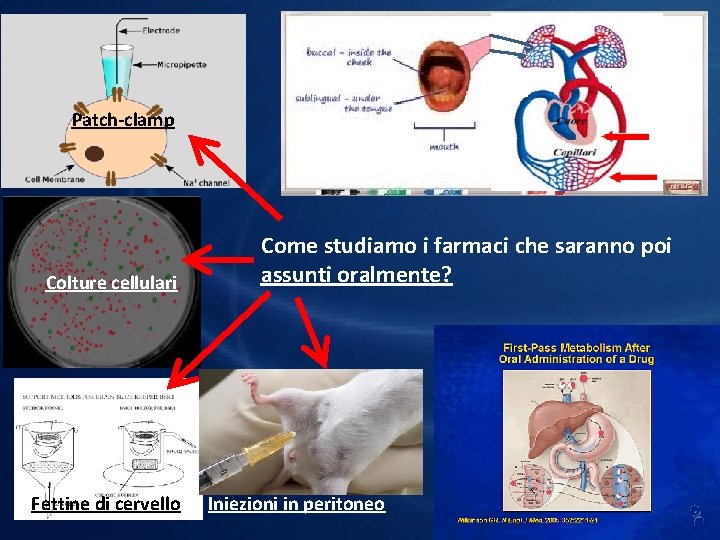 Patch-clamp Colture cellulari Fettine di cervello Come studiamo i farmaci che saranno poi assunti