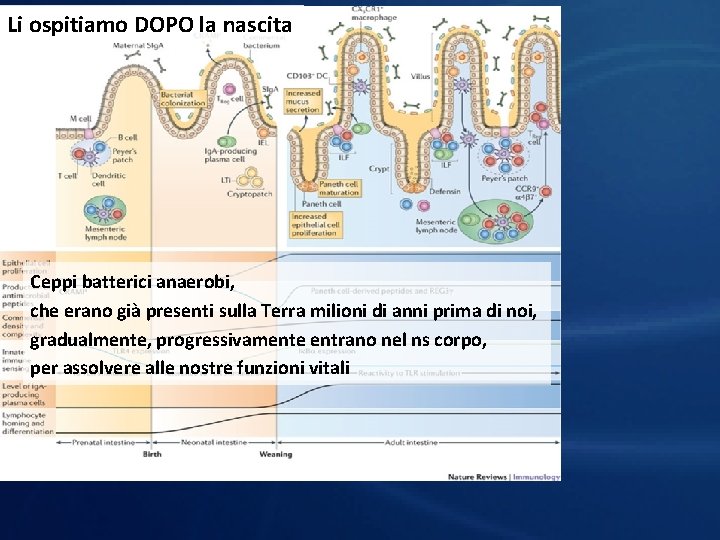 Li ospitiamo DOPO la nascita Ceppi batterici anaerobi, che erano già presenti sulla Terra