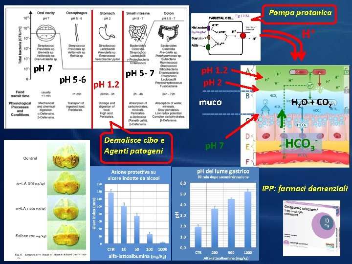 Pompa protonica H+ p. H 7 p. H 5 -6 p. H 1. 2