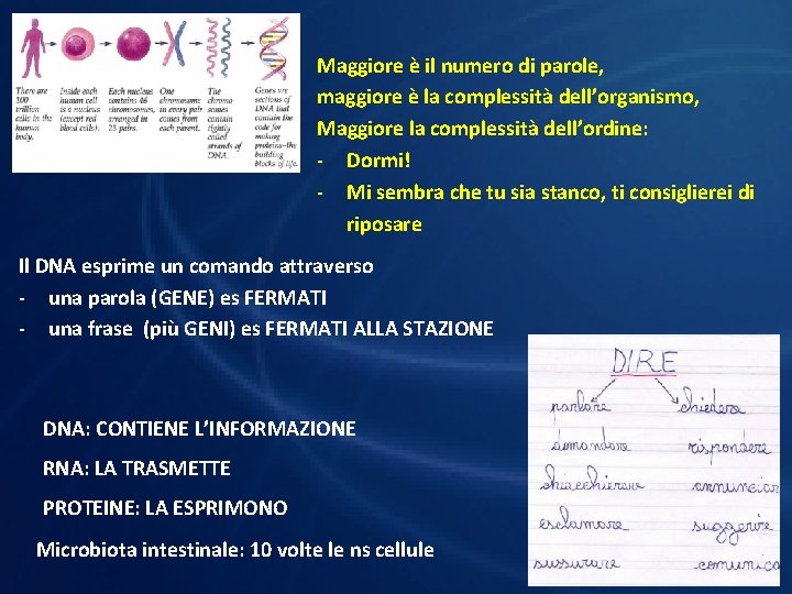 Maggiore è il numero di parole, maggiore è la complessità dell’organismo, Maggiore la complessità