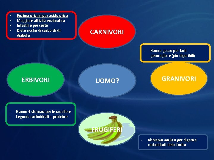  • • Enzima uricasi per acido urico Maggiore attività enzimatica Intestino più corto