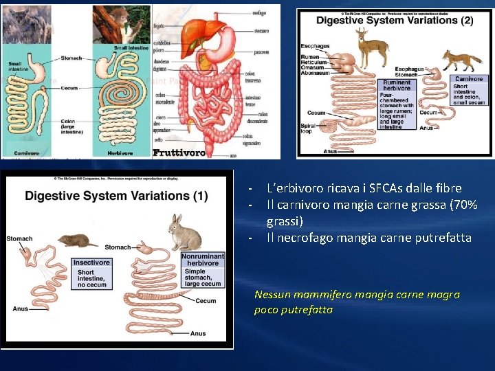 - L’erbivoro ricava i SFCAs dalle fibre Il carnivoro mangia carne grassa (70% grassi)