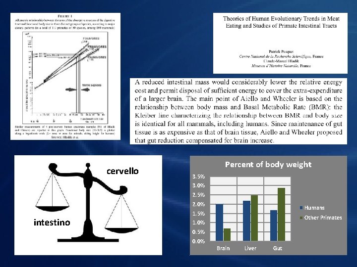 cervello Percent of body weight 3. 5% 3. 0% 2. 5% 2. 0% intestino