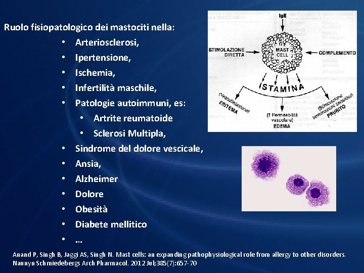 Ruolo fisiopatologico dei mastociti nella: • • • Arteriosclerosi, Ipertensione, Ischemia, Infertilità maschile, Patologie