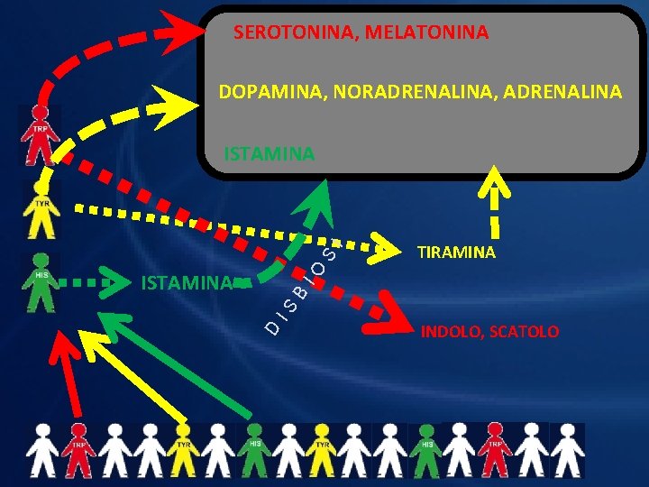 SEROTONINA, MELATONINA DOPAMINA, NORADRENALINA, ADRENALINA TIRAMINA IO S I ISTAMINA D IS B ISTAMINA