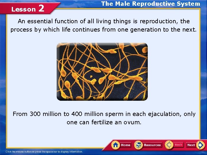 Lesson 2 The Male Reproductive System An essential function of all living things is