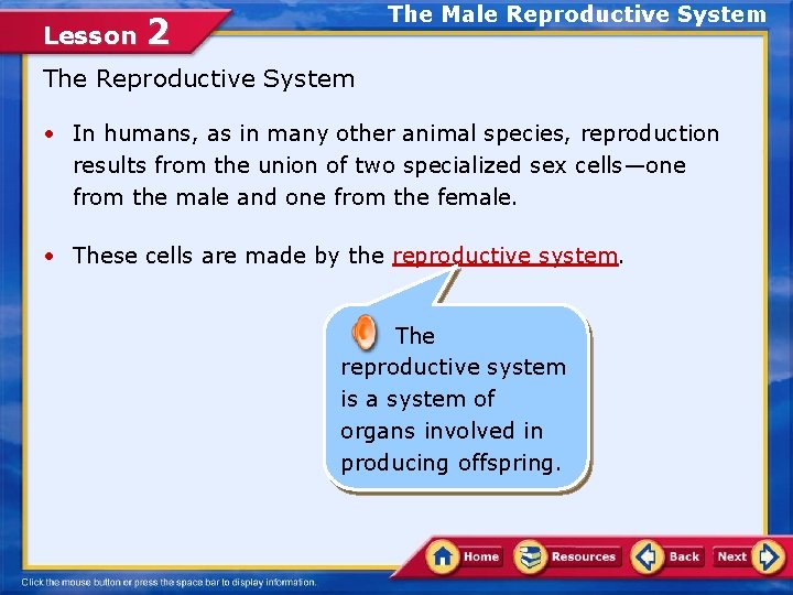 Lesson The Male Reproductive System 2 The Reproductive System • In humans, as in