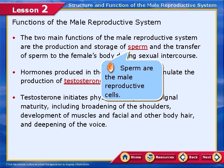 Lesson 2 Structure and Function of the Male Reproductive System Functions of the Male