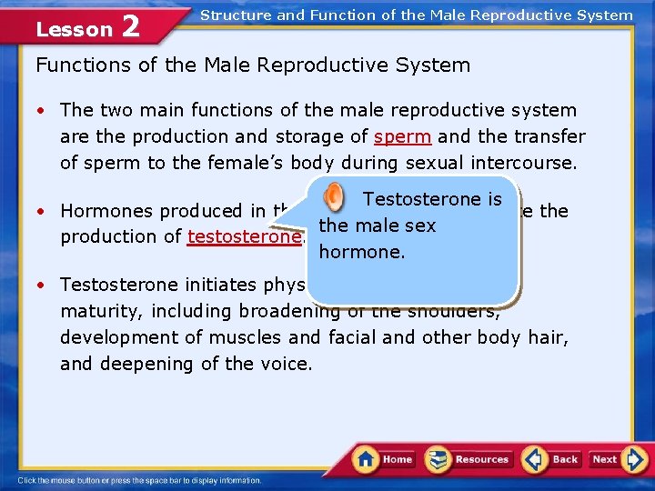 Lesson 2 Structure and Function of the Male Reproductive System Functions of the Male