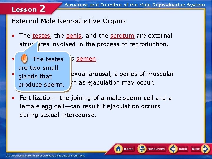 Lesson 2 Structure and Function of the Male Reproductive System External Male Reproductive Organs