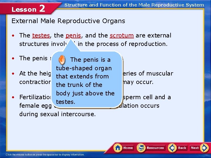 Lesson 2 Structure and Function of the Male Reproductive System External Male Reproductive Organs