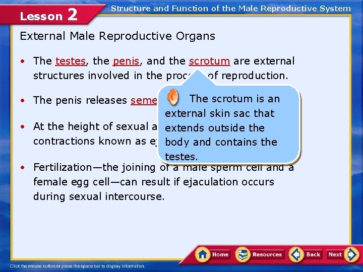Lesson 2 Structure and Function of the Male Reproductive System External Male Reproductive Organs