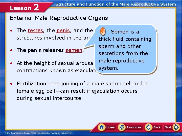 Lesson 2 Structure and Function of the Male Reproductive System External Male Reproductive Organs