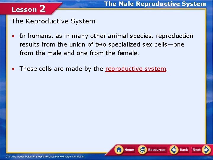 Lesson 2 The Male Reproductive System The Reproductive System • In humans, as in