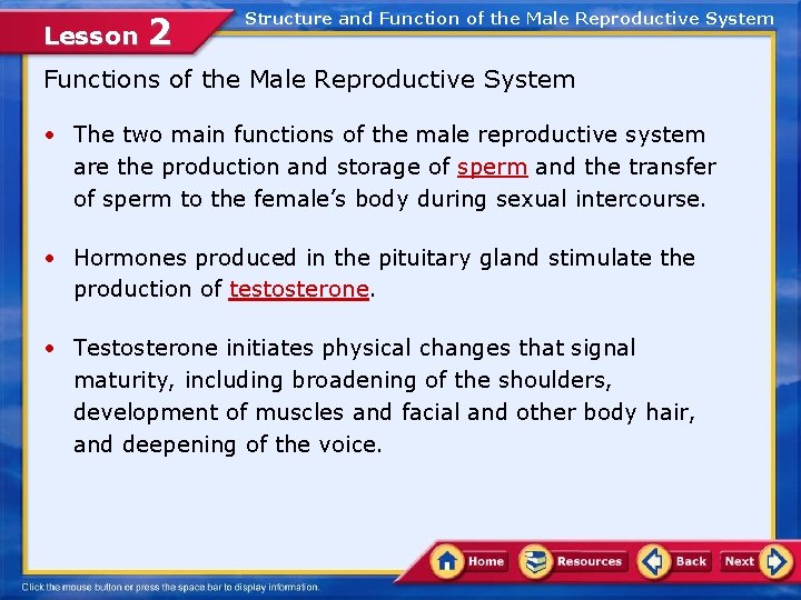 Lesson 2 Structure and Function of the Male Reproductive System Functions of the Male