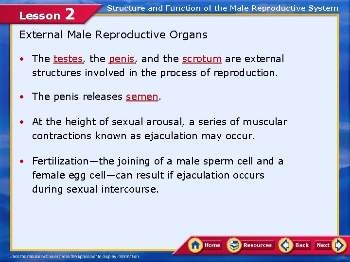 Lesson 2 Structure and Function of the Male Reproductive System External Male Reproductive Organs