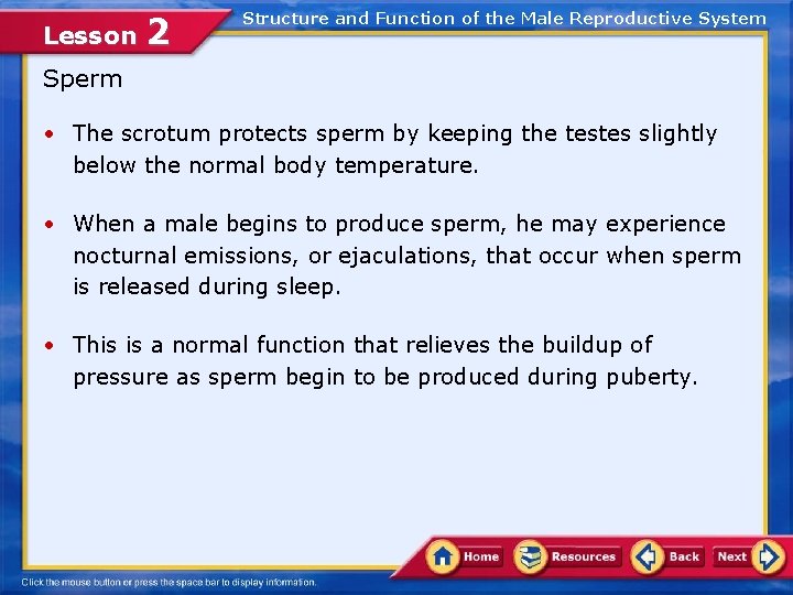 Lesson 2 Structure and Function of the Male Reproductive System Sperm • The scrotum