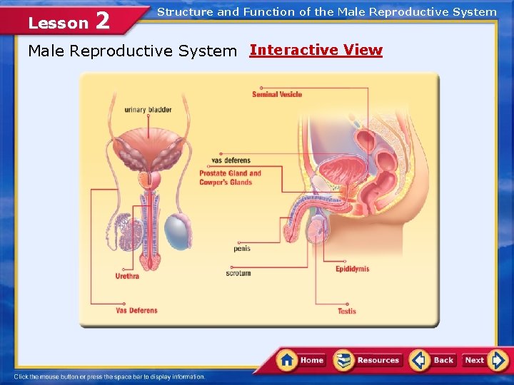 Lesson 2 Structure and Function of the Male Reproductive System Interactive View 