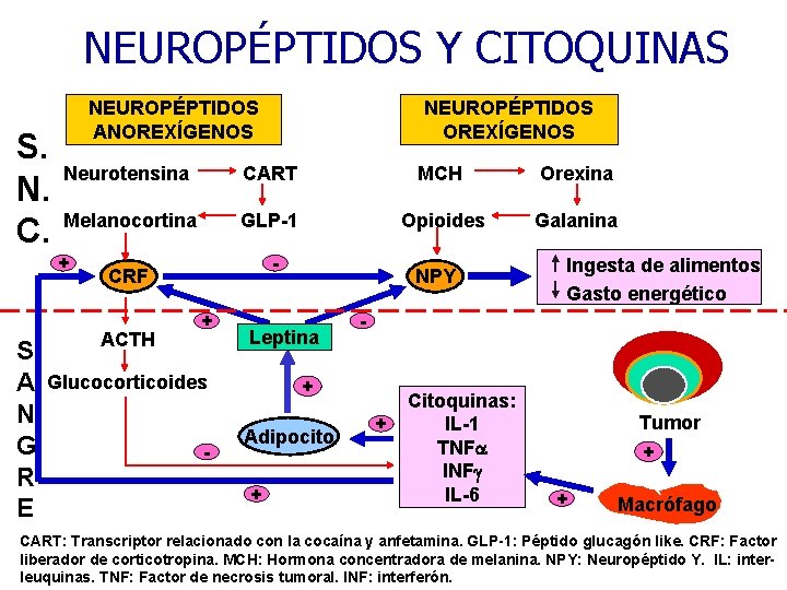 NEUROPÉPTIDOS Y CITOQUINAS S. N. C. NEUROPÉPTIDOS ANOREXÍGENOS Neurotensina CART MCH Orexina Melanocortina GLP-1