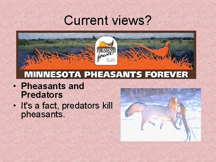 Current views? It's a fact, predators kill pheasants. • Pheasants and Predators • It's