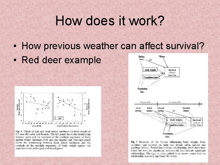 How does it work? • How previous weather can affect survival? • Red deer