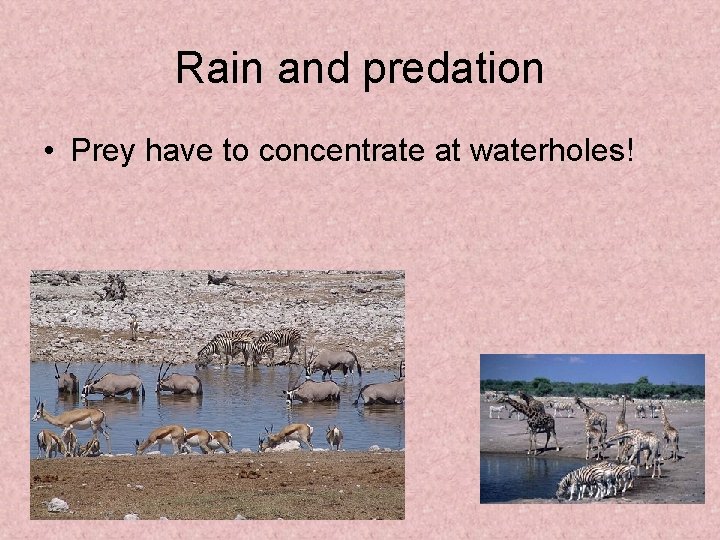 Rain and predation • Prey have to concentrate at waterholes! 