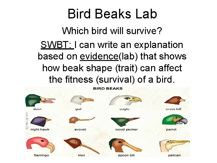 Bird Beaks Lab Which bird will survive? SWBT: I can write an explanation based