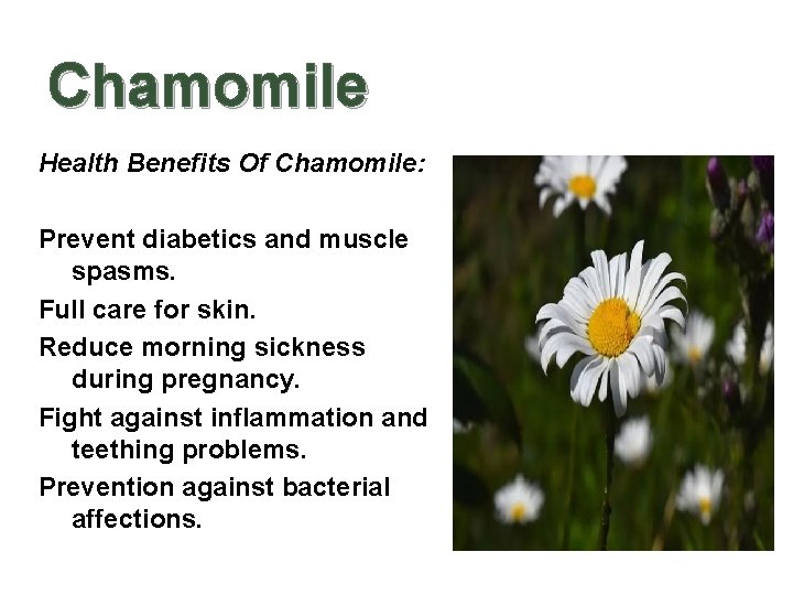 Chamomile Health Benefits Of Chamomile: Prevent diabetics and muscle spasms. Full care for skin.