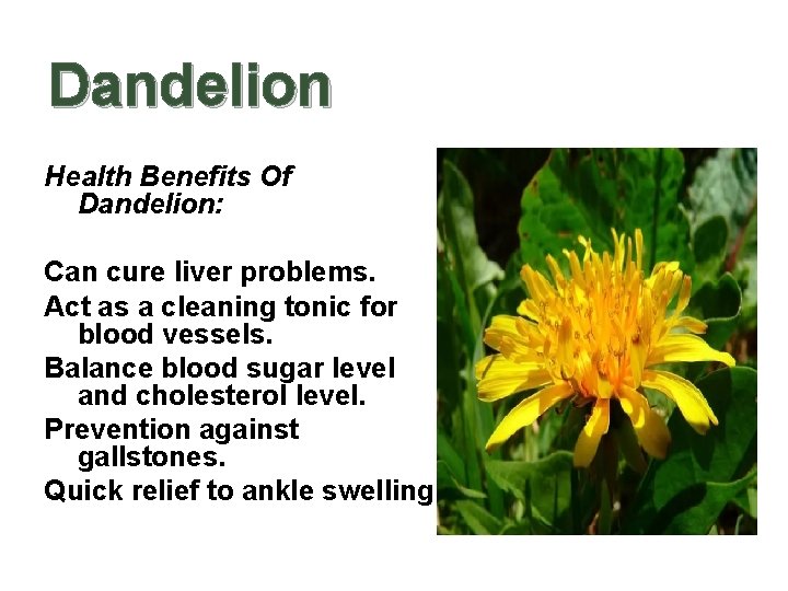 Dandelion Health Benefits Of Dandelion: Can cure liver problems. Act as a cleaning tonic