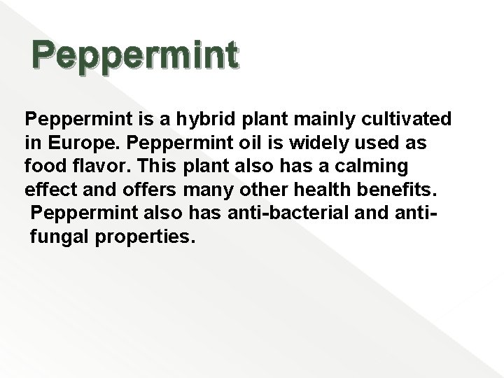 Peppermint is a hybrid plant mainly cultivated in Europe. Peppermint oil is widely used