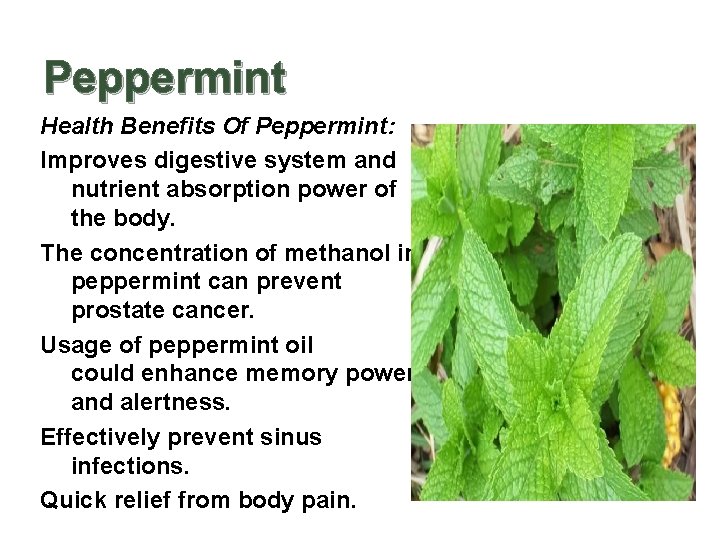 Peppermint Health Benefits Of Peppermint: Improves digestive system and nutrient absorption power of the