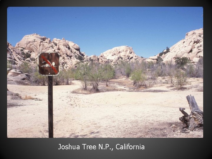 Joshua Tree N. P. , California 