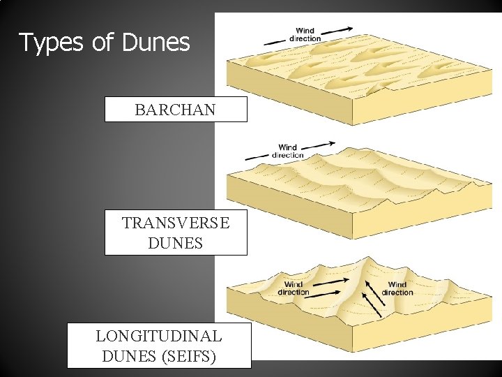 Types of Dunes BARCHAN TRANSVERSE DUNES LONGITUDINAL DUNES (SEIFS) 