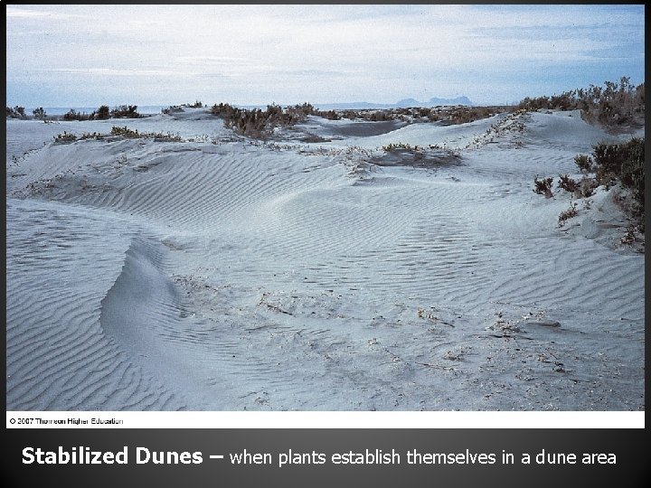Stabilized Dunes – when plants establish themselves in a dune area 