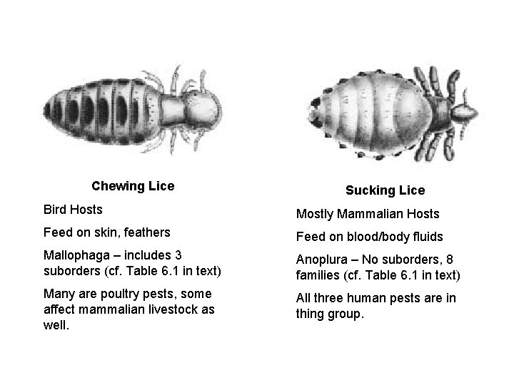 Chewing Lice Sucking Lice Bird Hosts Mostly Mammalian Hosts Feed on skin, feathers Feed