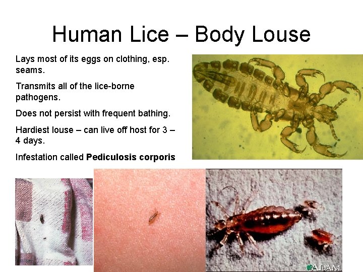 Human Lice – Body Louse Lays most of its eggs on clothing, esp. seams.