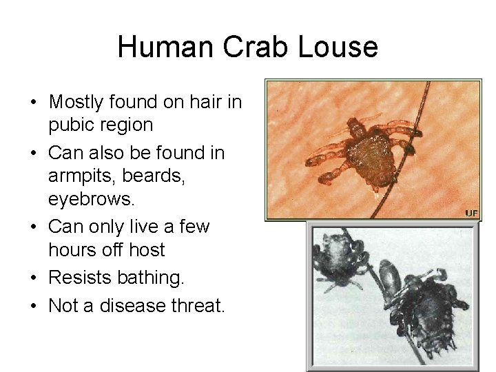 Human Crab Louse • Mostly found on hair in pubic region • Can also