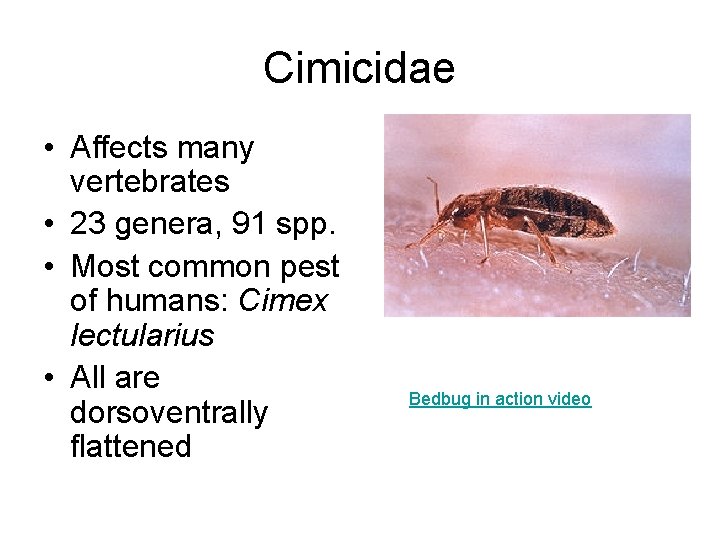 Cimicidae • Affects many vertebrates • 23 genera, 91 spp. • Most common pest