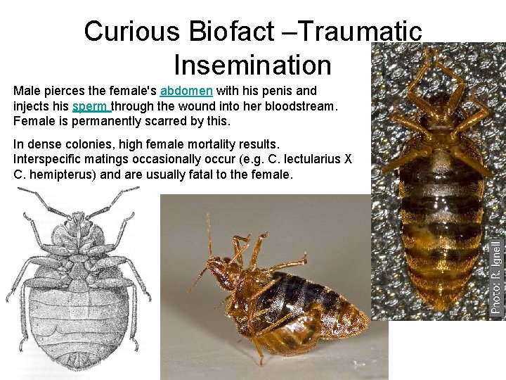 Curious Biofact –Traumatic Insemination Male pierces the female's abdomen with his penis and injects