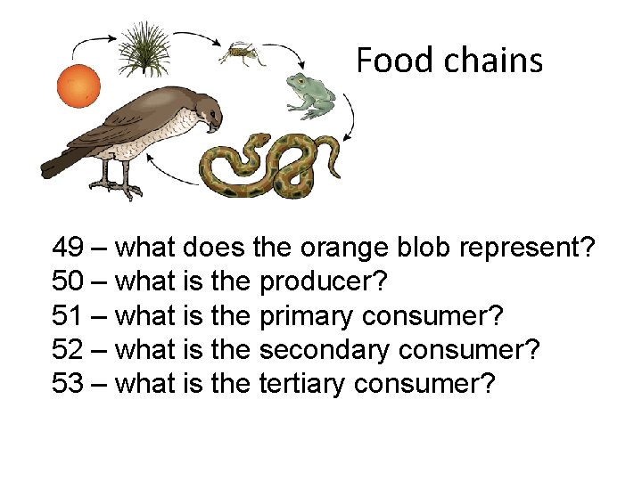 Food chains 49 – what does the orange blob represent? 50 – what is Food chains 49 – what does the orange blob represent? 50 – what is