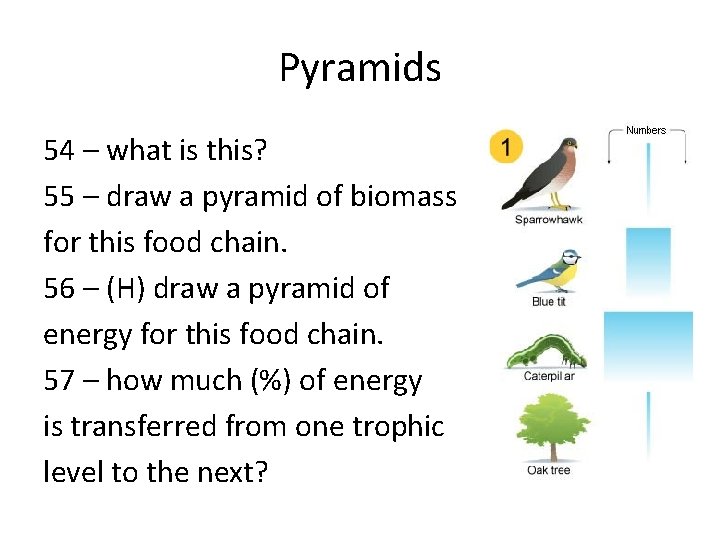 Pyramids 54 – what is this? 55 – draw a pyramid of biomass for Pyramids 54 – what is this? 55 – draw a pyramid of biomass for