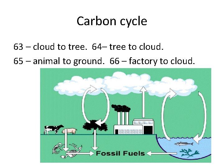 Carbon cycle 63 – cloud to tree. 64– tree to cloud. 65 – animal Carbon cycle 63 – cloud to tree. 64– tree to cloud. 65 – animal