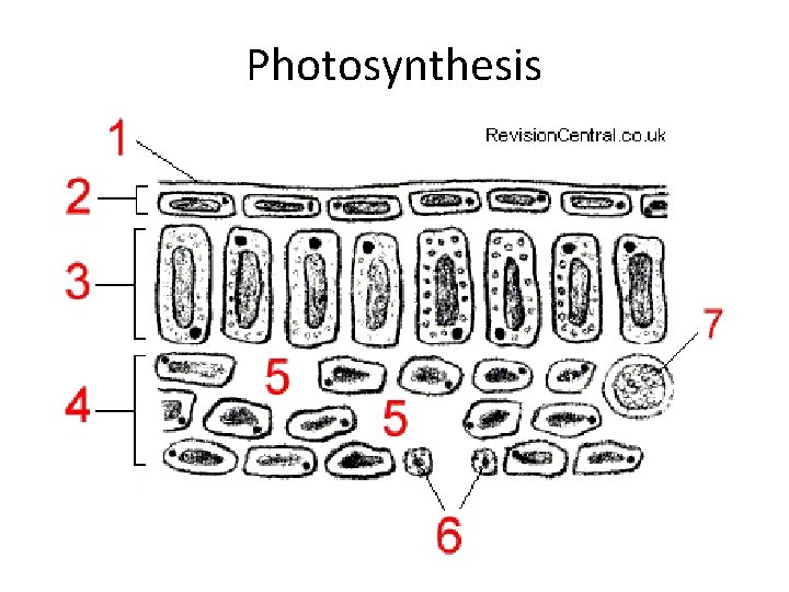 Photosynthesis Photosynthesis