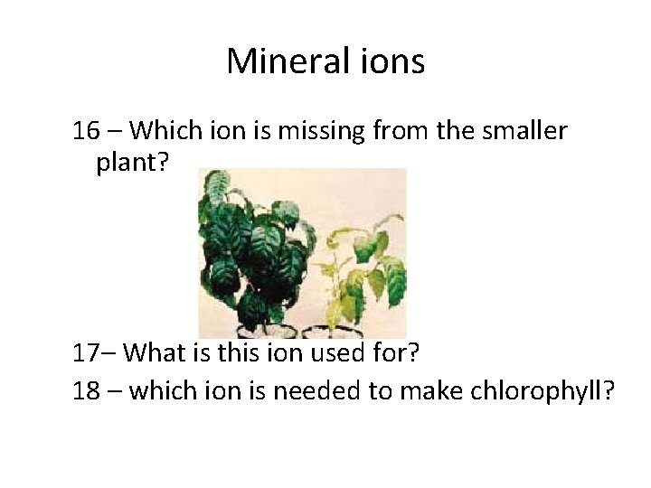 Mineral ions 16 – Which ion is missing from the smaller plant? 17– What Mineral ions 16 – Which ion is missing from the smaller plant? 17– What