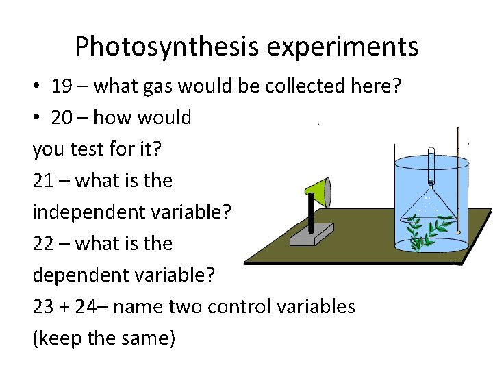 Photosynthesis experiments • 19 – what gas would be collected here? • 20 – Photosynthesis experiments • 19 – what gas would be collected here? • 20 –