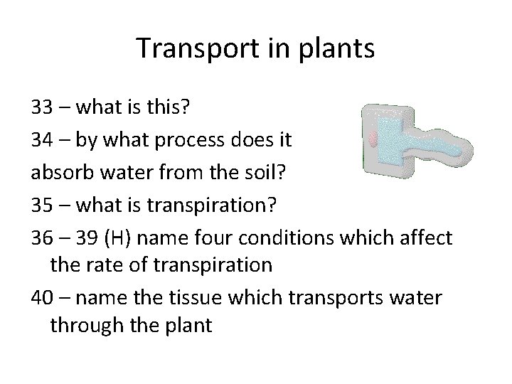 Transport in plants 33 – what is this? 34 – by what process does Transport in plants 33 – what is this? 34 – by what process does