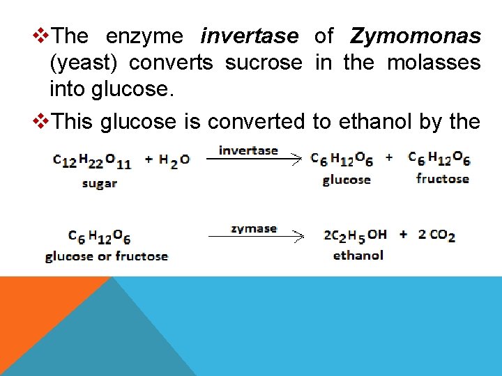 v. The enzyme invertase of Zymomonas (yeast) converts sucrose in the molasses into glucose.