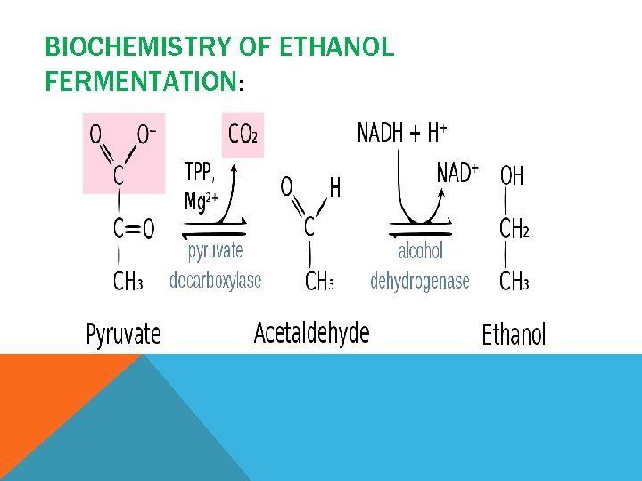 BIOCHEMISTRY OF ETHANOL FERMENTATION: 