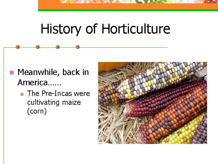 History of Horticulture n Meanwhile, back in America…… n The Pre-Incas were cultivating maize